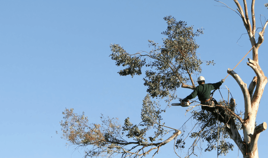 Johns Tree Service